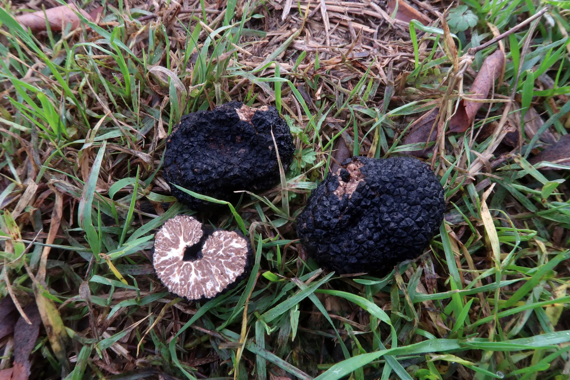 Tuber mesentericum - 1 - IMG_5879